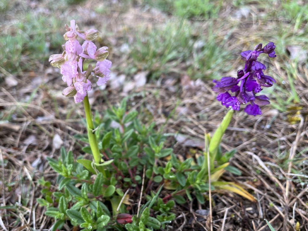 Anacamptis morio....2 colori diversi